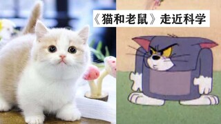 矮脚猫原来都是被锤矮的？？？？？？