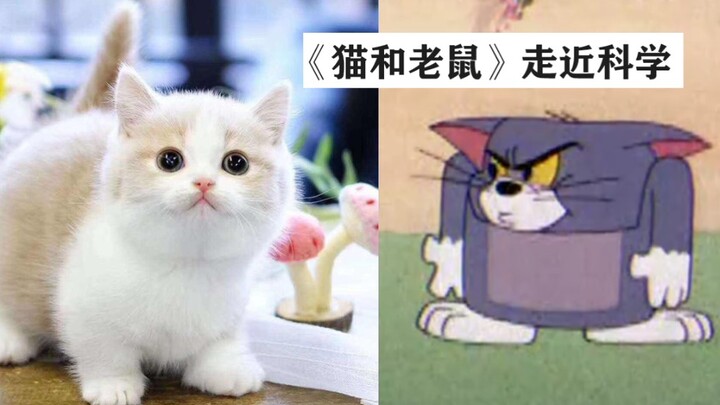 矮脚猫原来都是被锤矮的？？？？？？