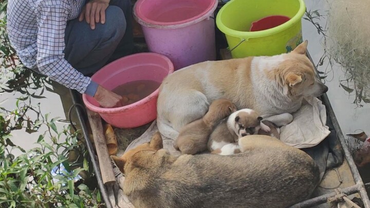 Nước lũ phá tan nhà rồi, cả cún mẹ, cún con và chủ cùng ở trên thuyền