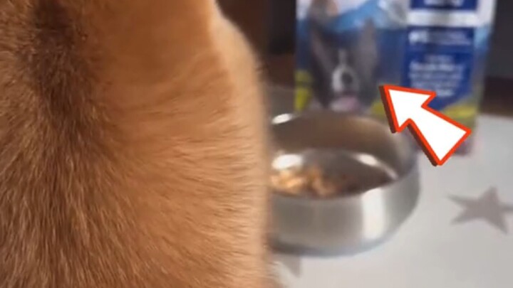 Bị một chú chó bằng giấy dọa đến mức bỏ ăn, nguyên nhân của cái vụ bỏ ăn này đúng là khiến người ta 