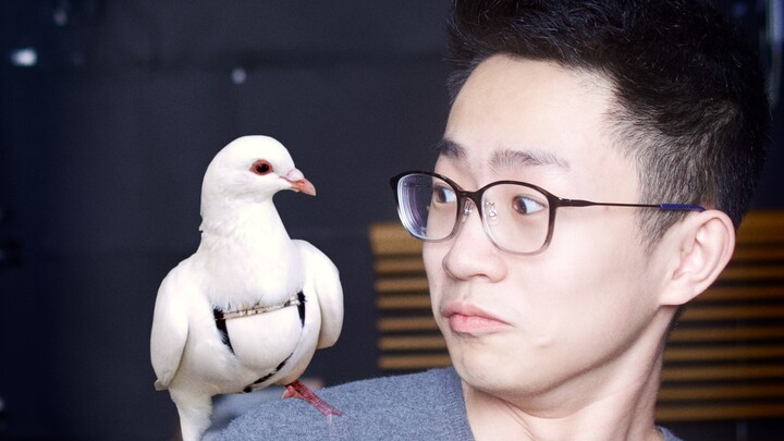 【Mr. He】Confessions of a Pigeon