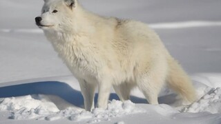 Chó sói Bắc Cực siêu đáng yêu