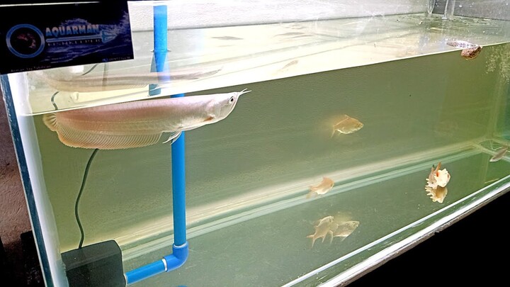 Diwit-Gordon the Dragon Fish