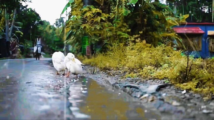 natural video Best Nature’s beauty, captured in a moment 🌿✨Peaceful views, peaceful mind. 🍃💚#Natu