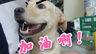 声优跨性别十几种声线的中高考应援
