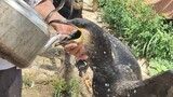 [Hewan]Si pemilik memberi makan elang tiramnya air dingin