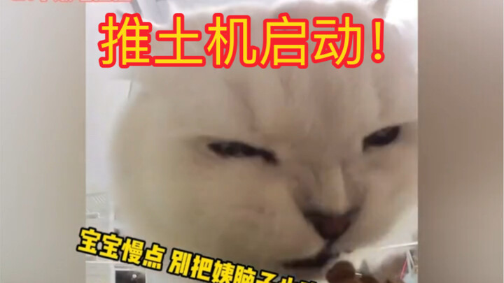 This cat eats just like a bulldozer—such a quirky little thing, hahaha!