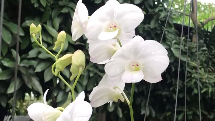 กล้วยไม้