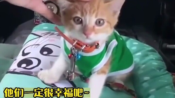 แมวจรจัดตัวนี้น่ารักเวอร์~