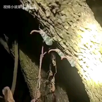 What is this thing?
