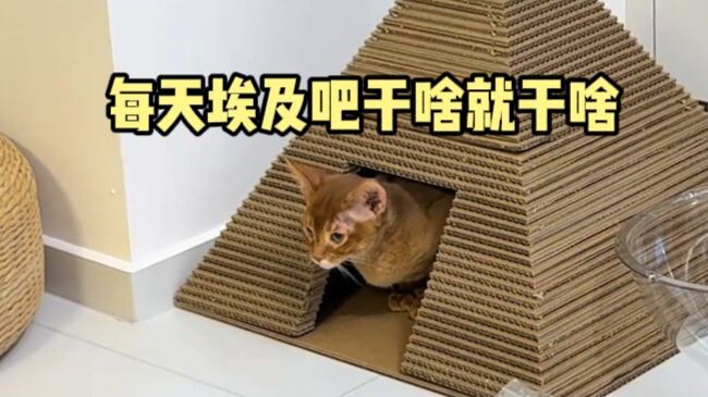 【Lồng tiếng động vật】Tái sinh làm Pharaoh ở Ai Cập
