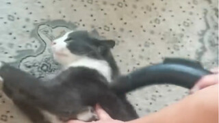 Kucing Impian dalam Mimpi