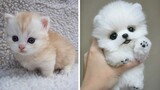 Cute baby animals - The cutest animals can only be puppies and kittens