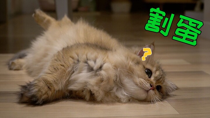 Mèo mướt vàng lăn lộn điên cuồng giữa đêm, giọng nũng nịu “ư ư ư” dễ thương muốn chết, bố bảo: “Thôi