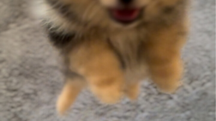 He remembered Tiaotiao.