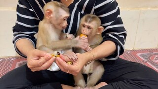 OMG!! Sono Still Logan Fruit From Lion   Both Lovely Lion & Sono Very Delicious Eat Logan Fruit