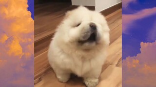 หมาตลก #ชาติที่เป็นมนุษย์ #555