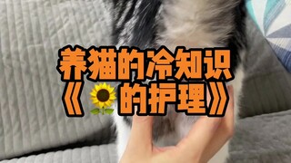 Tidak disangka, GM kucing juga perlu dirawat!