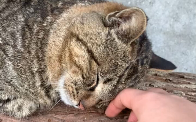 As a veteran cat of over a decade, Mao San’er has mastered the art of being adorable—how could anyon