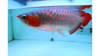 ikan Arwana Super Red Blood uk.45cm Green Base fish Arowana Merah Darah | NO chana koi louhan cupang