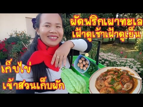 คอยเฝ้ามองดูอยู่ทุกๆวัน,ความสุขที่ได้เข้าสวน,อัพเดทลูกฟักแม้ว,ผัดพริกแกงทะเลกินแซ่บๆกันจ้า