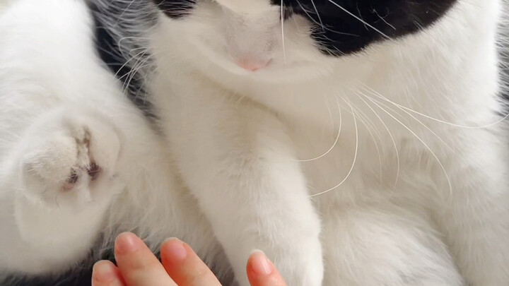 Weapons Showcase!!! Not for Non-Core Fans! The pet owner really mustered up a lot of courage to post