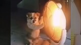 [Cún cưng] Những pha sợ rét của chó
