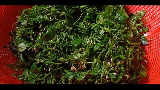Cây thuốc trị bao tử cực kỳ hiệu quả uống từ ba đế năm ngày là khỏe