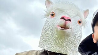 Sheep     Head     Male     God