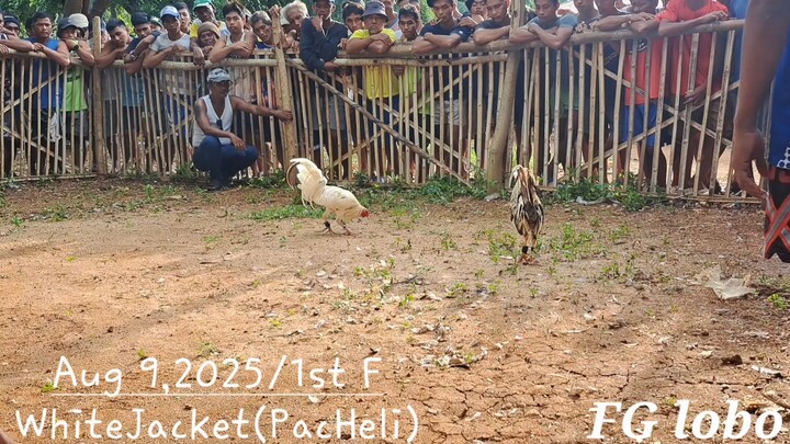 #whitejacket #whitejacketline #agatan #FGLobo #FGL