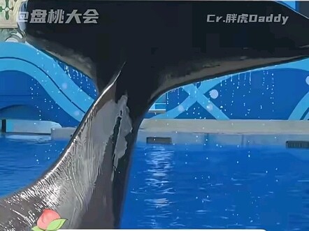 Killer Whales Are So Cute!