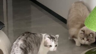 سحقت قطة عن طريق الخطأ، والقطة تطالبني بالتعويض