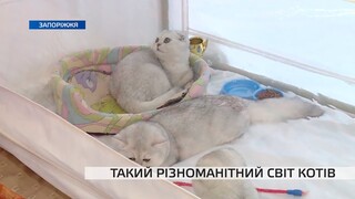 Виставка котів | Міжнародне cat show