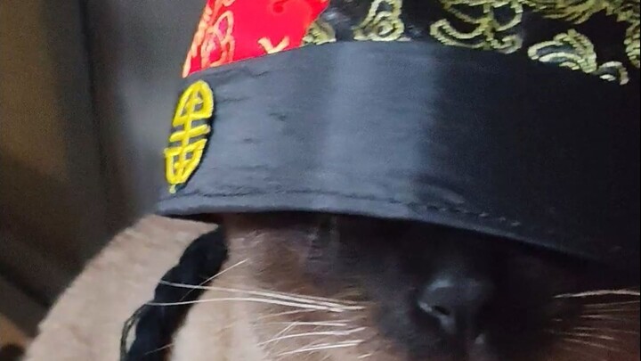 AUV~ Our old Thai capital’s cats are the real deal~