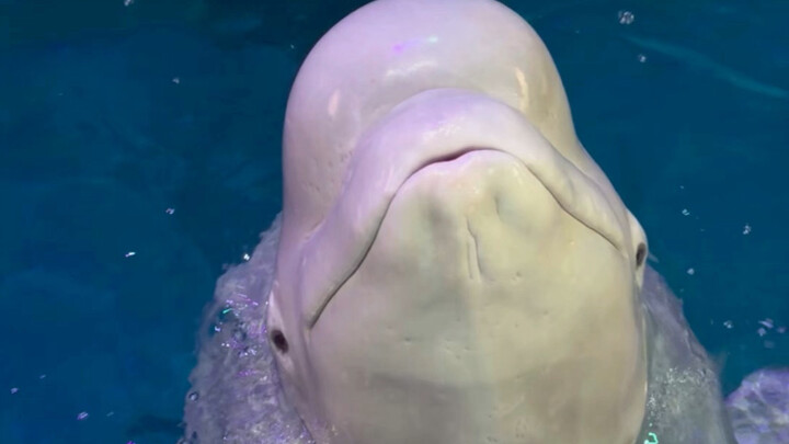 Xiaohēi benar-benar jago rebutan!