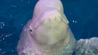 صغيري الأسود صعب الإرضاء جدًا، حتى عند تناوله لجيلي يتحايل ثمانمائة مرة.