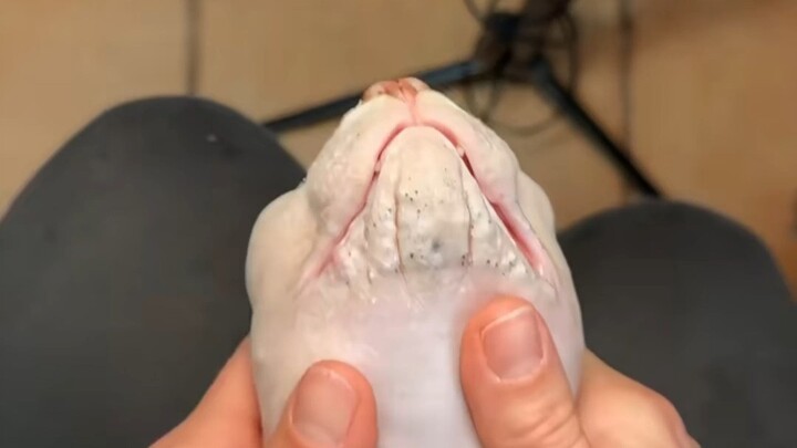 沉浸式บีบหัวดำให้น้องแมว