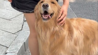 It's so hard for introverts to raise dogs