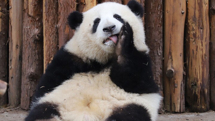 [Panda He Hua] Eating an Apple | Brother Passed by