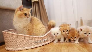 Cat Akai พบกับน้องสาวและน้องชายของเขา 🐈