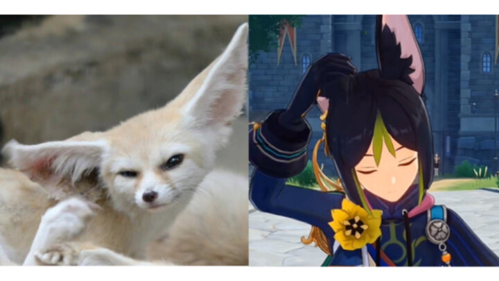 Tinari's true form, Fox Touch Ears [Genshin Impact]