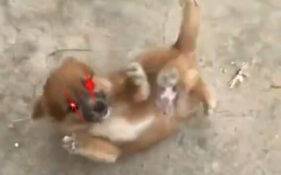 Anak anjing: Untung saja aku belum dewasa, kalau tidak pasti sudah kena tendang sekali