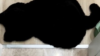 Jangan pelihara kucing hitam! Mereka terlalu sulit ditemukan!