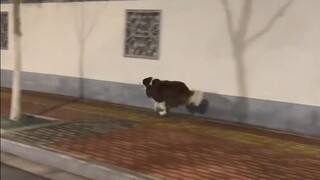 شُحِنَتْ بالكامل فقط لكي أخرج للتنزه مع الكلب فجراً.