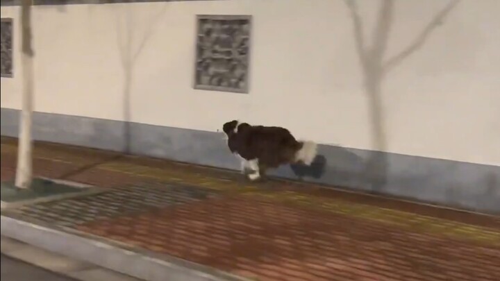 Fully charged—just to take the dog for a walk in the early morning!