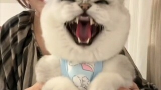 Qin Hailu bertarung melawan Silver Gradasi Jahat dengan akun utama yang diduga sebagai Tiger Vanguar