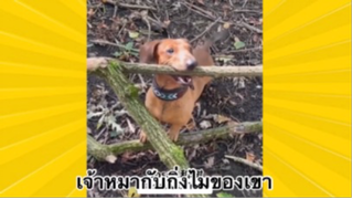 สัตว์เลี้ยงเพื่อนขนปุย : เจ้าหมากับกิ่งไม้ของเขา