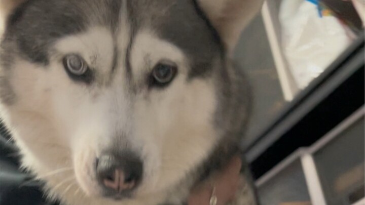 Doggy: Failure is the mother of success; today, you've successfully paid!