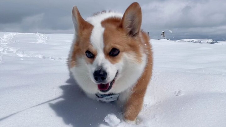 الكوري: أنا حتمًا ملك الثلج!