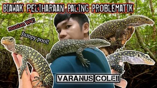 Varanus colei biawak Peliharaan saya paling problematik